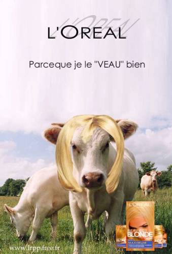 vache blonde