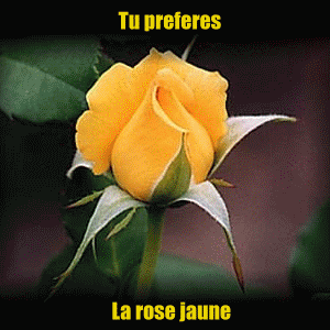 kel est ta rose preferer ???